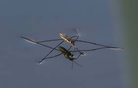 Attēlu rezultāti vaicājumam “Aquarius najas”