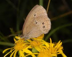 Attēlu rezultāti vaicājumam “Aphantopus hyperantus upperside”