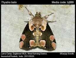 Attēlu rezultāti vaicājumam “Thyatira batis”