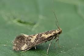 Attēlu rezultāti vaicājumam “Denisia similella”