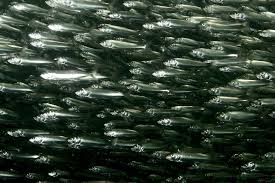 Image result for Clupea pallasii