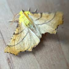 Attēlu rezultāti vaicājumam “Ennomos alniaria”