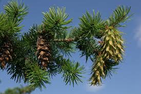 Attēlu rezultāti vaicājumam “Pseudotsuga menziesii”