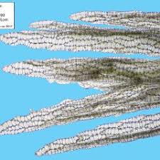 Attēlu rezultāti vaicājumam “Sphagnum quinquefarium”