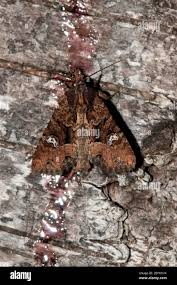 Attēlu rezultāti vaicājumam “Melanchra persicariae imago”