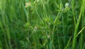 Attēlu rezultāti vaicājumam “Geranium dissectum fruit”