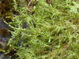 Attēlu rezultāti vaicājumam “Neckera complanata sporophyte”