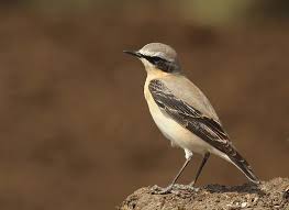 Attēlu rezultāti vaicājumam “Oenanthe oenanthe”