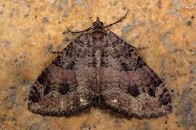 Attēlu rezultāti vaicājumam “Triphosa dubitata”