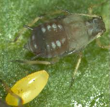 Attēlu rezultāti vaicājumam “Aphis fabae”