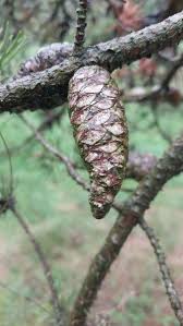 Attēlu rezultāti vaicājumam “Pinus banksiana”