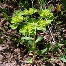 Attēlu rezultāti vaicājumam “Euphorbia helioscopia leaf”