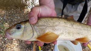 Image result for Catostomus commersonii