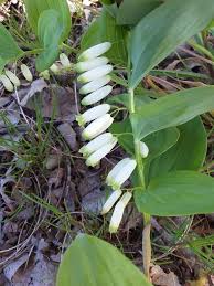 Attēlu rezultāti vaicājumam “Polygonatum odoratum flower”