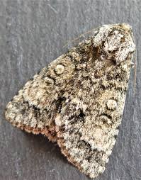 Attēlu rezultāti vaicājumam “Acronicta megacephala”