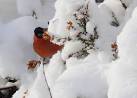 NH6386 : Bullfinch foraging in - via Daymix