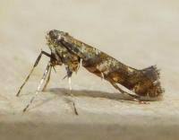 Attēlu rezultāti vaicājumam “Gracillaria syringella”