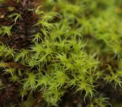 Attēlu rezultāti vaicājumam “Dicranella schreberiana”