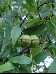 Attēlu rezultāti vaicājumam “Carya ovata fruit”