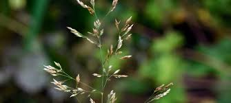 Attēlu rezultāti vaicājumam “Agrostis capillaris”