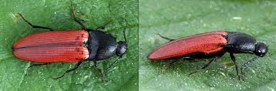 Attēlu rezultāti vaicājumam “Ampedus sanguineus”