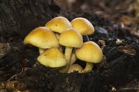 Attēlu rezultāti vaicājumam “Hypholoma sp.”