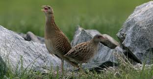 Attēlu rezultāti vaicājumam “Crex crex adult”