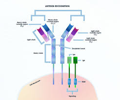 Attēlu rezultāti vaicājumam “Bryum funkii cells”