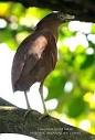 Bird Ecology Study Group Malayan Night Heron sighted in ...