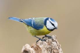 Image result for Cyanistes caeruleus