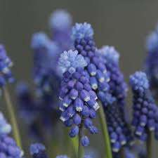 Attēlu rezultāti vaicājumam “Muscari botryoides flower”