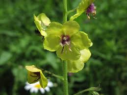 Image result for Verbascum blattaria