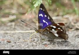 Attēlu rezultāti vaicājumam “Apatura iris”