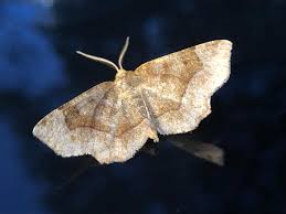 Attēlu rezultāti vaicājumam “Eulithis sp.”