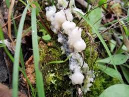 Attēlu rezultāti vaicājumam “Didymium spongiosum”