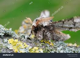 Attēlu rezultāti vaicājumam “Biston strataria”