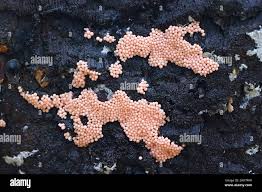 Attēlu rezultāti vaicājumam “Heterotrichia ferruginea (syn. Arcyria ferruginea)”