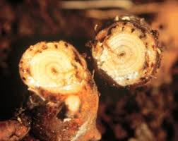 Attēlu rezultāti vaicājumam “Phronia sp. larva”