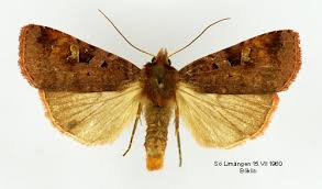 Attēlu rezultāti vaicājumam “Diarsia brunnea”