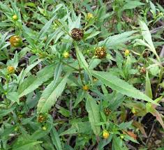 Attēlu rezultāti vaicājumam “Bidens tripartita”