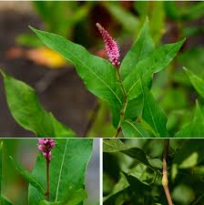 Attēlu rezultāti vaicājumam “Polygonum amphibium”