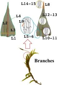 Attēlu rezultāti vaicājumam “Pleurocarpous mosses sporophyte”