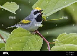 Image result for Vermivora chrysoptera