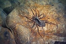 Attēlu rezultāti vaicājumam “Lycosidae”