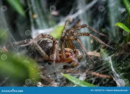 Attēlu rezultāti vaicājumam “Agelena labyrinthica”