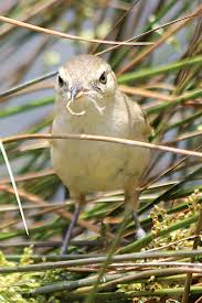 Attēlu rezultāti vaicājumam “Hippolais caligata adult”