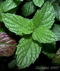 Attēlu rezultāti vaicājumam “Mentha spicata”