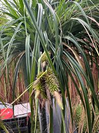 Attēlu rezultāti vaicājumam “Carex appropinquata leaf”