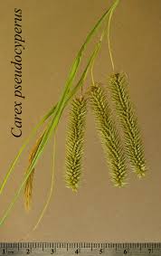 Attēlu rezultāti vaicājumam “Carex pseudocyperus”