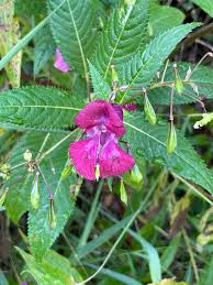 Attēlu rezultāti vaicājumam “Balsaminaceae”